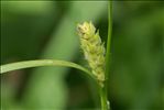 Carex hirta L.