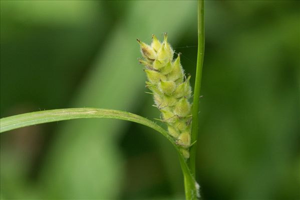 Carex hirta L.