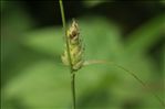 Carex hirta L.