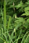 Carex hirta L.