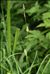 Carex hirta L.