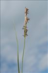 Carex hirta f. hirtiformis (Pers.) Junge