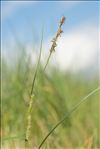 Carex hirta f. hirtiformis (Pers.) Junge