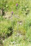 Cirsium heterophyllum (L.) Hill