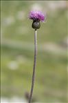 Cirsium heterophyllum (L.) Hill