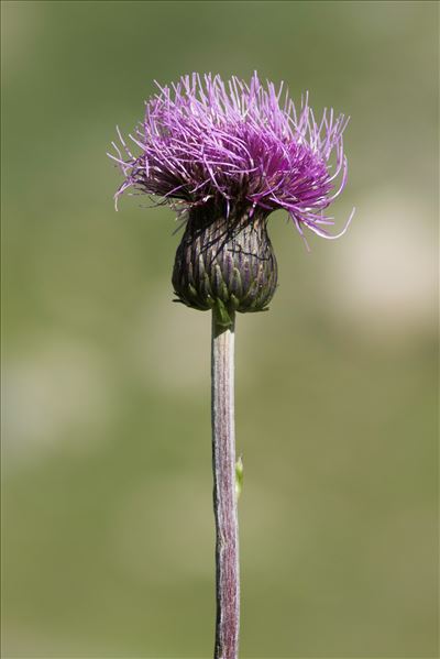 Cirsium heterophyllum (L.) Hill