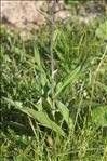 Cirsium heterophyllum (L.) Hill