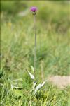 Cirsium heterophyllum (L.) Hill