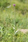 Cirsium heterophyllum (L.) Hill