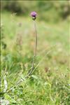 Cirsium heterophyllum (L.) Hill