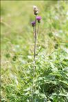 Cirsium heterophyllum (L.) Hill