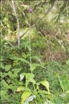 Cirsium heterophyllum (L.) Hill