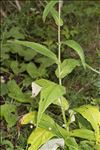 Cirsium heterophyllum (L.) Hill