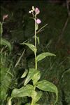 Cirsium monspessulanum (L.) Hill subsp. monspessulanum