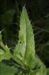 Cirsium monspessulanum (L.) Hill