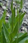 Cirsium monspessulanum (L.) Hill
