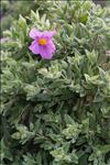 Cistus albidus L.