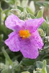 Cistus albidus L.