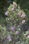 Cistus albidus L.