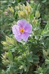 Cistus albidus L.