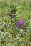 Cistus albidus L.