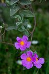 Cistus albidus L.