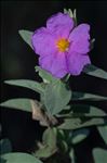 Cistus albidus L.