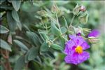 Cistus albidus L.