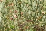 Cistus albidus L.