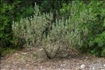 Cistus albidus L.