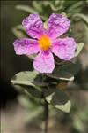 Cistus albidus L.