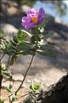 Cistus albidus L.