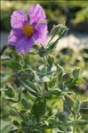 Cistus albidus L.