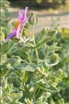 Cistus albidus L.