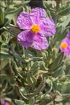 Cistus albidus L.