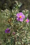 Cistus albidus L.