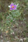 Cistus albidus L.