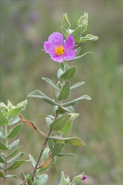 Cistus albidus L.