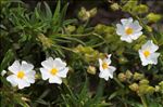 Cistus monspeliensis L.