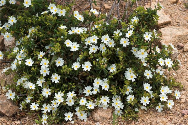 Cistus monspeliensis L.