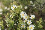 Cistus monspeliensis L.