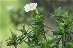 Cistus monspeliensis L.