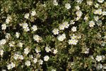 Cistus monspeliensis L.