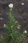 Cistus monspeliensis L.