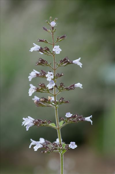 Clinopodium nepeta (L.) Kuntze