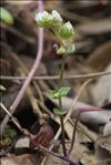 Cochlearia anglica L.