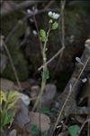 Cochlearia anglica L.