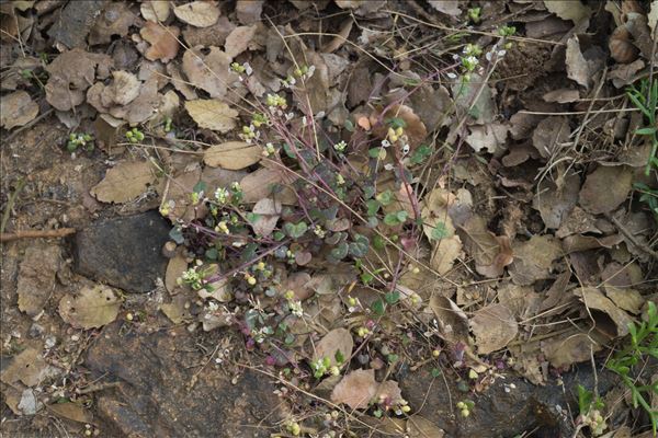 Cochlearia anglica L.