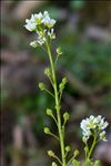 Cochlearia officinalis L.