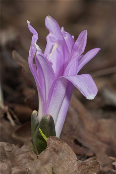 Colchicum bulbocodium Ker Gawl.